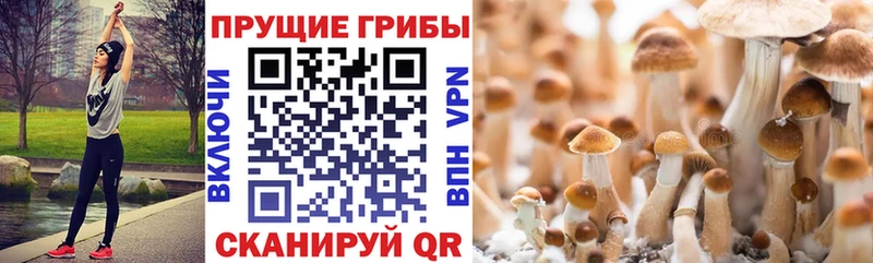 Галлюциногенные грибы Psilocybine cubensis  Нарьян-Мар 
